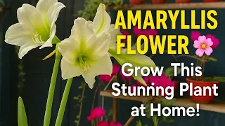 How to grow Amaryllis "लिलि" in summer with all updates | Bulb to Flower