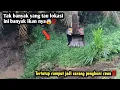 Download Lagu Tak banyak yang tau lokasi ini banyak ikan nya😱⁉️Tertutup rumput jadi sarang penghuni rawa‼️