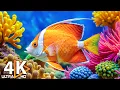 The Best 4K Aquarium 🐠 Colorful Coral Reef Fish \u0026 Jellyfish - Relaxing Music for Sleep #12