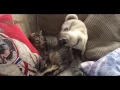 Funny Pug lover