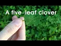 Short Story A five-leaf clover