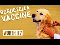 Should Your Dog Get a Bordetella Vaccine