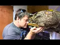 Download Lagu Man Saved An Owl, But Months Later, She Did Something That Left Everyone In Tears!