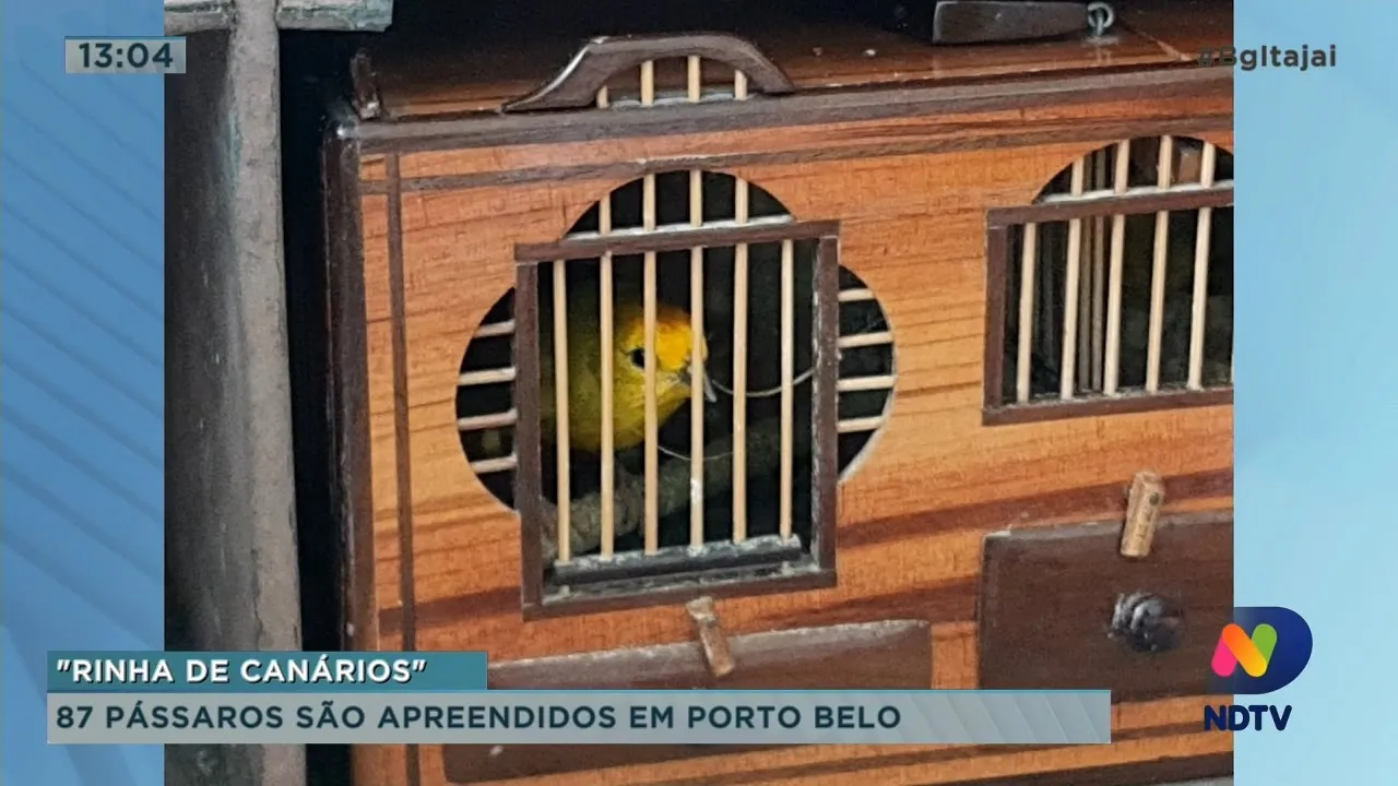 Pássaros utilizados em 'rinha de canários' são apreendidos em Porto Belo