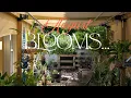 Download Lagu What’s Blooming in My Garden This August | Flower Highlights
