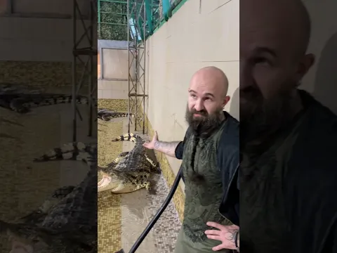 Крокодилья инженерия 💁🏼‍♂️
