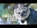 The Magnificent 3ft Harpy Eagle Of South America