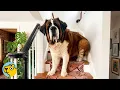 200-Pound St Bernard Has No Idea How Big He Is