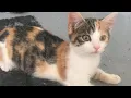 Download Lagu Kittens massaal gedumpt in Eindhoven en opgevangen in dierenasiel