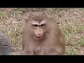 This Mother Rose Monkey Loves Her Baby So Much,Always Looking At Her Baby With Eyes Filled With Love