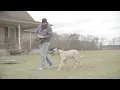 Paid Segment By Delmarva K9