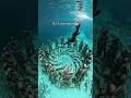Download Lagu Most Beautiful Places in Indonesia 🇮🇩 | #shorts #travel #explore #nature #viral #adventure