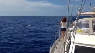 SPERM WHALES in Dominica!