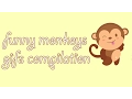 Funny Monkeys Gifs Compilation