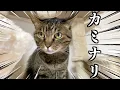 Download Lagu I tried to reassure cats scared of thunder...