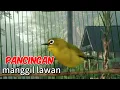 Download Lagu PANCINGAN PLECI GACOR MANGGIL LAWAN PLECI DIAM DI JAMIN LANGSUNG RESPON IKUT BUNYI