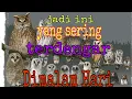 Download Lagu OCEHAN BURUNG HANTU MEMANGGIL INDUKNYA CELEPUK #buek #kokobeluk buat pikat burung hantu