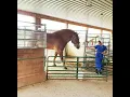 Download Lagu AMISH WOMAN TAKING BELGIAN HORSE OUT TO PASTURE