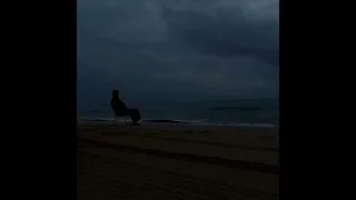 هواجيس   دندنها