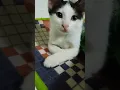 Download Lagu Kucing Takut Denger Suara Ini #short