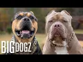 Buster Chop - The 120lb Bullies With 15k Pups BIG DOGZ