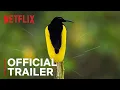 Lagu Dancing With The Birds | Official Trailer | Netflix