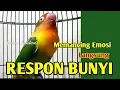 Download Lagu Pancingan Suara Lovebird Ngetik Ngekek, Jitu Memancing Emosi Lawan Agar Respon Bunyi