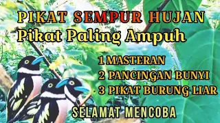 Download suara pikat burung sempur hujan paling ampuh MP3