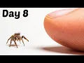 The Process of Making Friends With a Tiny Spider