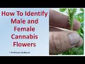 Download Lagu How To Identify Male and Female Cannabis Flowers