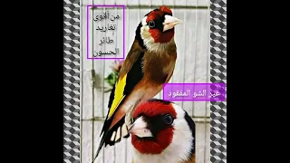 Le Chant Du Chardonneret شو مقنين يريح الخاطر 