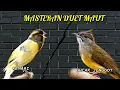 Download Lagu MASTERAN MURAI BATU, KENARI GACOR VS CUCAK JENGGOT GACOR FULL TEMBAKAN