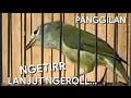Download Lagu OPIOR JAWA JANTAN BIRAHI❗SUARANYA BIKIN OPIOR LAIN EMOSI BUKA PARUH ❗