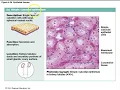 Human Anatomy Lecture Ch 4 Tissues Part 1