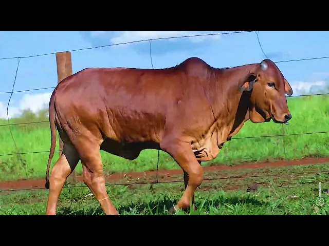 Bezerra Sindi SHFM -175