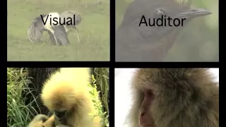 Primary Science - Animal Communication