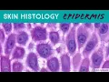 Skin Histology Epidermis Layers stratum basale spinosum granulosum lucidum corneum