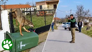 They Found a Terrified Wolf Trapped on a Fence
