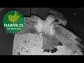Barn owl protects its nesting box from a kestrel