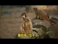 童安格（忘不了）