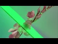 Flume - Never Be Like You feat. Kai (Martin Solveig Remix)