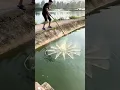 Download Lagu ⭕Outdoor fishing | Fishing net. Catch Fish #trap #breed It can be folded to lift the net.