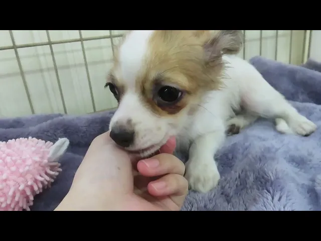 動画