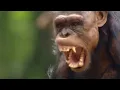 Download Lagu Animals Like Us - Animal Politics