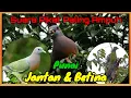 Download Lagu Suara Pikat Punai Jantan \u0026 Betina || Ampuh di Jamin Langsung Datang