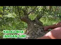 Download Lagu \