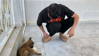 خليل جايب كلب ع بيت  خليل وعلاء  كوميديا  ام خليل  كوميدي  ضحك دندنها