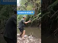 Lagu coba apa yg di rasakan😭 #mancing #fishing