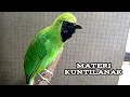 Download Lagu Cucak Ijo Bongkar Isian Kuntilanak
