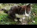 How Auburn Community Cats TNR is helping decrease the cat overpopulation
